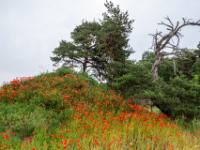 Erdhügel mit Mohn bewachsen mit vitaler und toter Kiefer dahinter